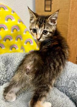 Fanny -  Domestic Short Hair Cat Available for Adoption in Clinton, South Carolina - Fanny | PetCurious