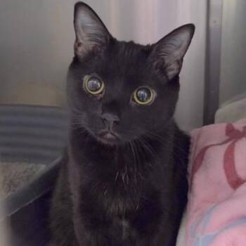 Domestic Short Hair Cats Available for Adoption - Star | PetCurious