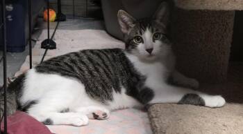 Rescue Domestic Medium Hair Cats for Adoption in Vacaville, California - Fiesty | PetCurious