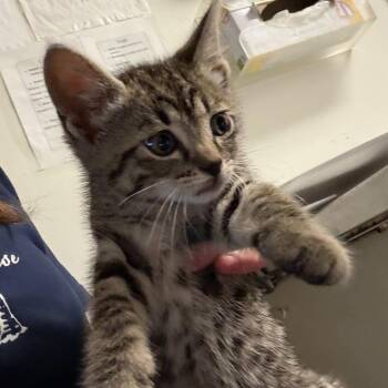 Prrt -  Domestic Medium Hair Cat for Adoption in Charleston, West Virginia - Prrt | PetCurious