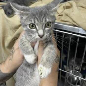Isla (FKA C KIT 5) -  Domestic Short Hair Cat for Adoption in Marble, North Carolina - Isla (FKA C KIT 5) | PetCurious