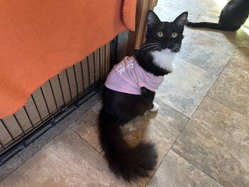 Rescue Domestic Medium Hair Cats for Adoption in Peru, Illinois - Knucklehead Nick | PetCurious