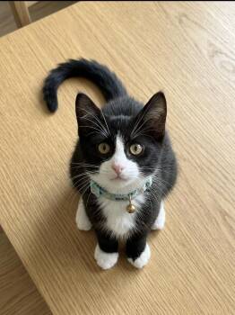 Milo (he wants to go home with his sister Coco). -  Domestic Short Hair Cat for Adoption in Charlotte, North Carolina - Milo (he Wants To Go Home With His Sister Coco). | PetCurious