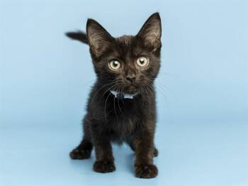 SAWYER -  Domestic Short Hair Cat for Adoption in Phoenix, Arizona - SAWYER | PetCurious