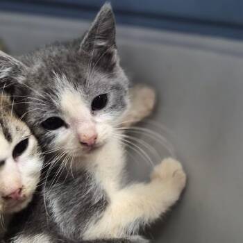 Domestic Short Hair Cats Available for Adoption in Wahiawa, Hawaii - Sriracha | PetCurious