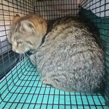 Phoebe (S5) -  Domestic Short Hair Cat for Adoption in Hedgesville, West Virginia - Phoebe (S5) | PetCurious