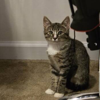Moe -  Domestic Short Hair Cat for Adoption in Harrisonburg, Virginia - Moe | PetCurious