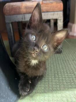 *EBONY -  Domestic Short Hair Cat Available for Adoption in Woodland, California - *EBONY | PetCurious