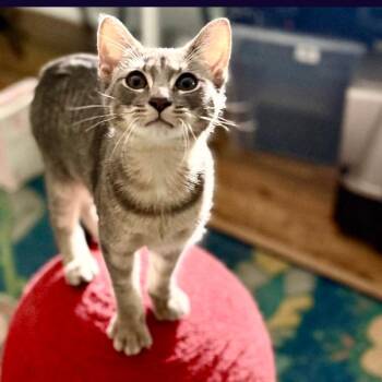 Abbigail -  Domestic Short Hair Cat for Adoption in Carmel, Indiana - Abbigail | PetCurious
