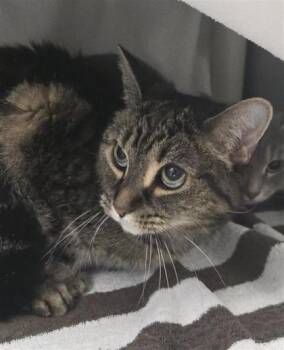 Domestic Short Hair Cats Available for Adoption - Gribouille | PetCurious