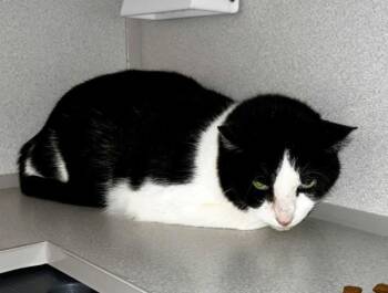 Domestic Short Hair Cats Available for Adoption in Stratham, New Hampshire - Tango | PetCurious