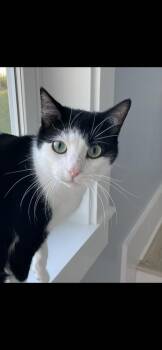 Domestic Short Hair Cats Available for Adoption in St. Augustine, Florida - Oreo | PetCurious