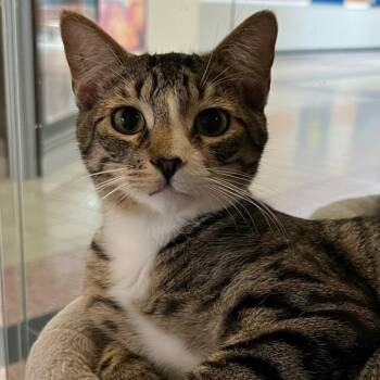 Alfie -  Domestic Short Hair Cat for Adoption in Blasdell, New York - Alfie | PetCurious