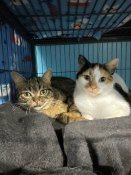 Domestic Short Hair Cats Available for Adoption - Crimson And Clover | PetCurious
