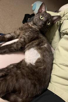 Domestic Short Hair Cats Available for Adoption in Brandon, Florida - May Flower | PetCurious