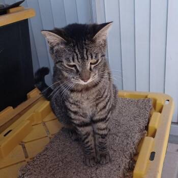 Domestic Short Hair Cats Available for Adoption - Serge | PetCurious