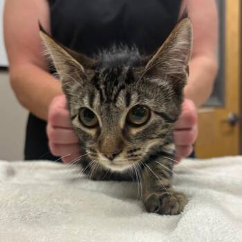 Pandora - 082812U -  Domestic Short Hair Cat for Adoption in Tupelo, Mississippi - Pandora - 082812U | PetCurious