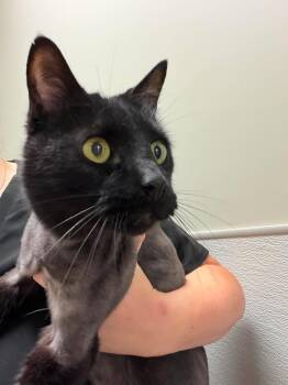 Bandit -  Siamese Cat for Adoption in Delson, Quebec - Bandit | PetCurious