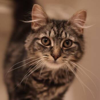 Marley -  Domestic Long Hair Cat for Adoption in Philadelphia, Pennsylvania - Marley | PetCurious