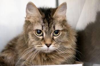 Neko -  Domestic Medium Hair Cat for Adoption in Monroe, Georgia - Neko | PetCurious