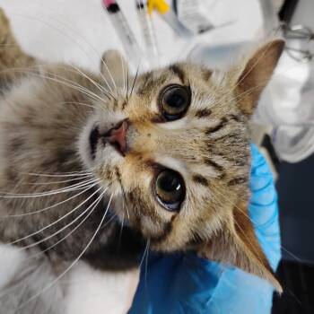 Rescue Domestic Short Hair Cats for Adoption in Summerville, South Carolina - Zed | PetCurious