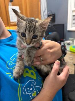 Kari -  Domestic Short Hair Cat for Adoption in Virginia, Minnesota - Kari | PetCurious