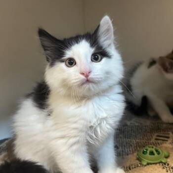 Tallstar -  Domestic Short Hair Cat for Adoption in Walnut Creek, California - Tallstar | PetCurious