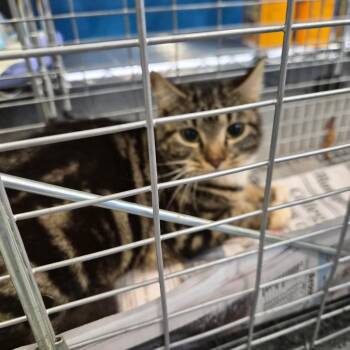 Domestic Short Hair Cats Available for Adoption - Utie | PetCurious