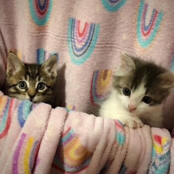 Dose -  Domestic Short Hair Cat for Adoption in San Antonio, Texas - Dose | PetCurious