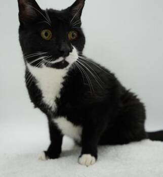 Chester -  Domestic Short Hair Cat for Adoption in Bowling Green, Kentucky - Chester | PetCurious