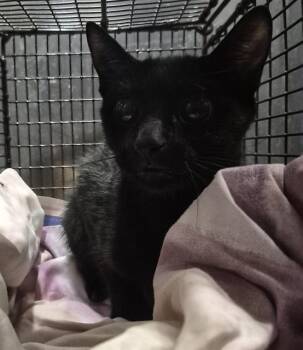 BRISKIT -  Domestic Short Hair Cat for Adoption in San Antonio, Texas - BRISKIT | PetCurious