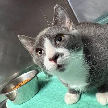 Posey -  Domestic Short Hair Cat for Adoption in Chehalis, Washington - Posey | PetCurious