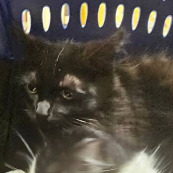 Rescue Domestic Medium Hair Cats for Adoption in Melrose, Florida - John | PetCurious