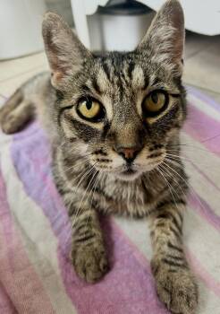 River -  Domestic Short Hair Cat for Adoption in Sonora, California - River | PetCurious