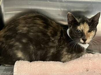 Domestic Short Hair Cats Available for Adoption in Tustin, California - ALICE | PetCurious