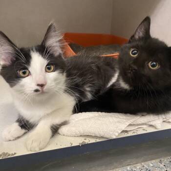 Darcy -  Domestic Long Hair Cat for Adoption in Dayton, Ohio - Darcy | PetCurious