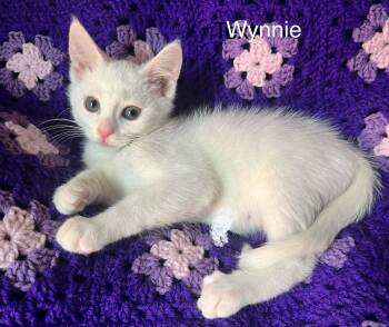 Domestic Short Hair Cats Available for Adoption - Wynnie | PetCurious
