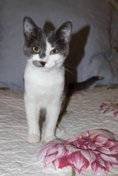 Penny -  Domestic Short Hair Cat for Adoption in Nacogdoches, Texas - Penny | PetCurious