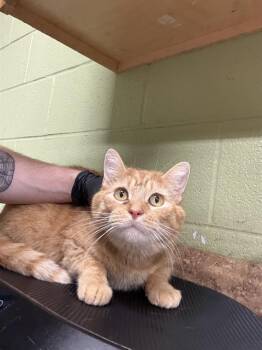 Domestic Short Hair Cats Available for Adoption - SCUBA STEVE | PetCurious