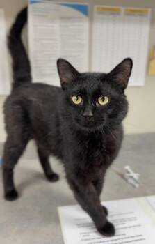 Pepper -  Domestic Short Hair Cat for Adoption in Bemidji, Minnesota - Pepper | PetCurious