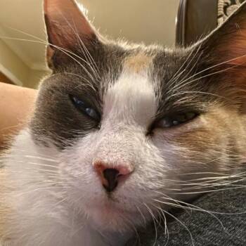 Honey -  Domestic Short Hair Cat for Adoption in San Antonio, Texas - Honey | PetCurious