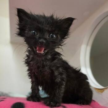 Hilda -  Domestic Short Hair Cat for Adoption in Phoenix, Arizona - Hilda | PetCurious
