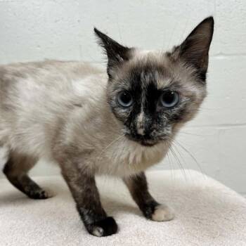 Domestic Short Hair and Siamese Cats Available for Adoption in Lyndhurst, Virginia - SVAS-Stray-38627 | PetCurious