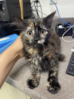 Fluffy A218221 -  Tortoiseshell Cat for Adoption in Plano, Texas - Fluffy A218221 | PetCurious