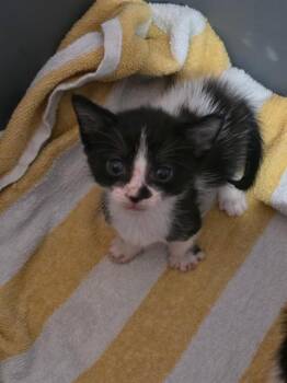 BISCOTTI -  Domestic Short Hair Cat for Adoption in Palmetto, Florida - BISCOTTI | PetCurious