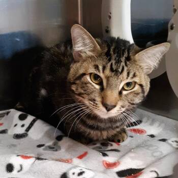 Little Big Paw -  Domestic Short Hair Cat for Adoption in Spokane, Washington - Little Big Paw | PetCurious