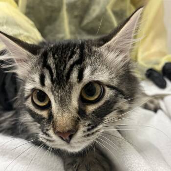 Rescue Domestic Long Hair Cats for Adoption in Murray, Utah - Genie | PetCurious