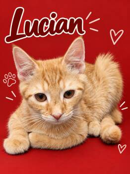 Lucian (FCID# 07/23/2026 - 93 Middletown PS) DC -  Tabby Cat for Adoption in Greenville, Delaware - Lucian (FCID# 07/23/2026 - 93 Middletown PS) DC | PetCurious