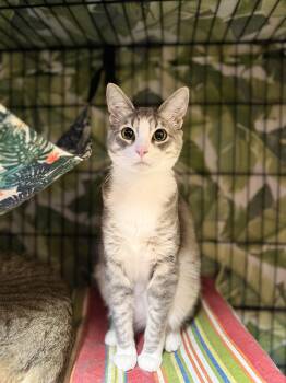 Winona -  Domestic Short Hair Cat for Adoption in Okanogan, Washington - Winona | PetCurious