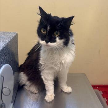 Senora -  Domestic Medium Hair Cat for Adoption in Pasadena, California - Senora | PetCurious